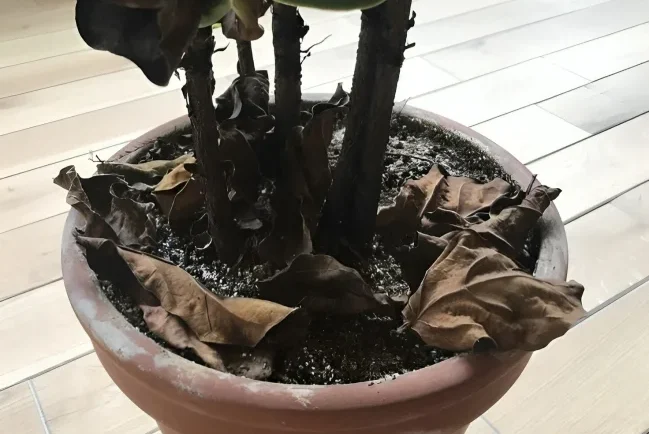 What's Wrong With My Fiddle Leaf Fig_ _ Bloomscape