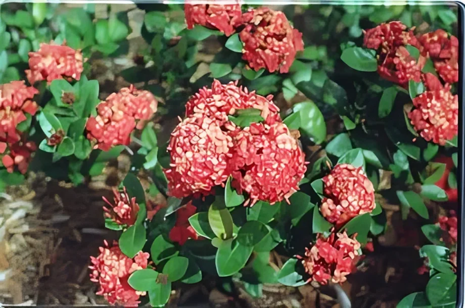 Essential Nutrients for Ixora Plants