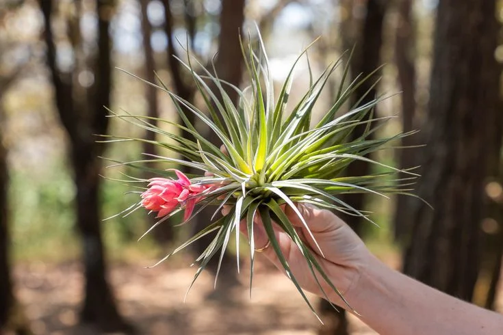 What Makes Tillandsia Air Plants Unique?