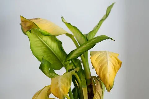Nutrient Deficiency
