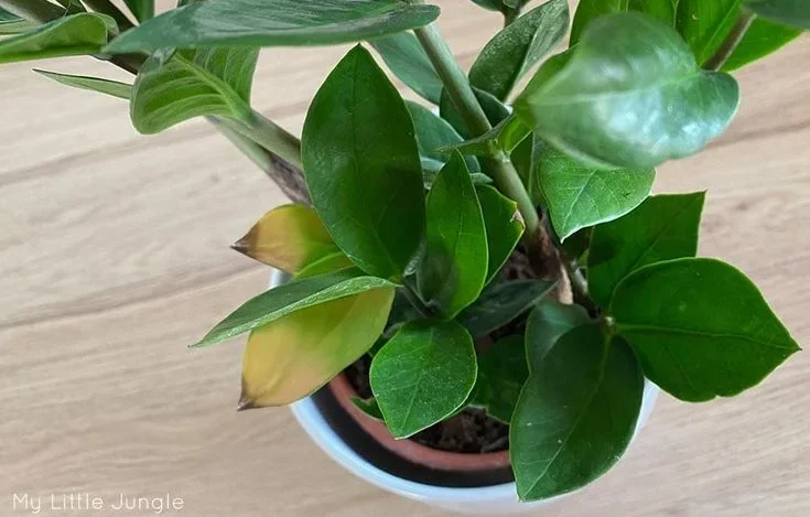 Effective Solutions for ZZ Plant Leaves Turning Yellow