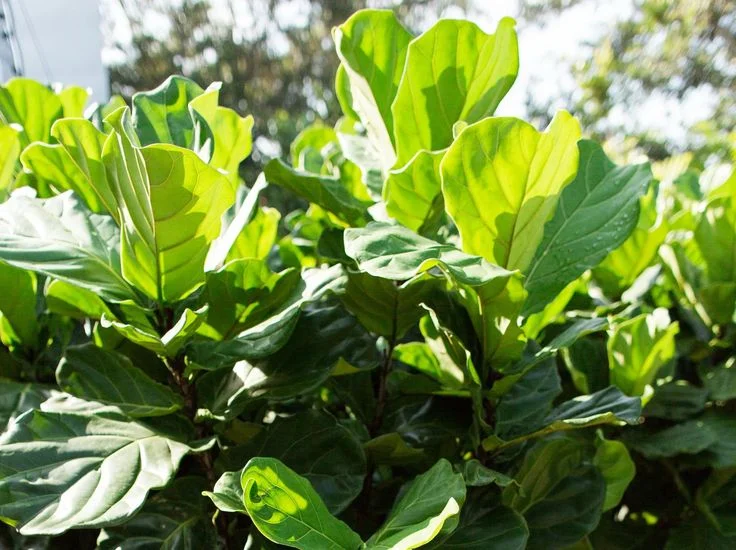 Preventing Fiddle Leaf Fig Dropping