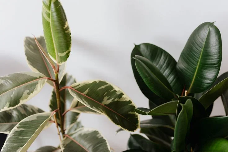 Why Is My Rubber Plant Losing Leaves?