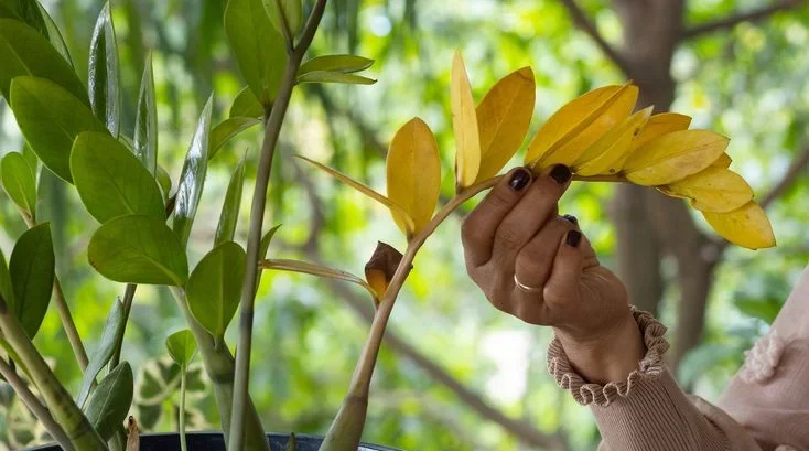 Preventive Care Tips for Yellowing ZZ Plant Leaves