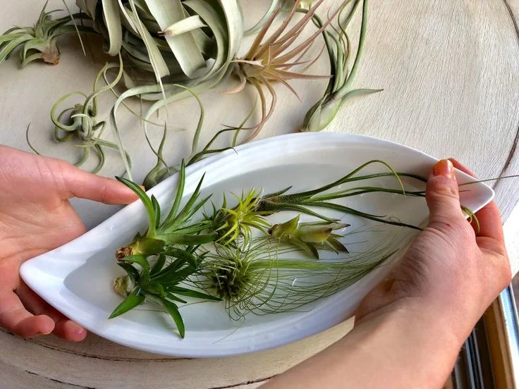 How to Water Air Plants Indoors