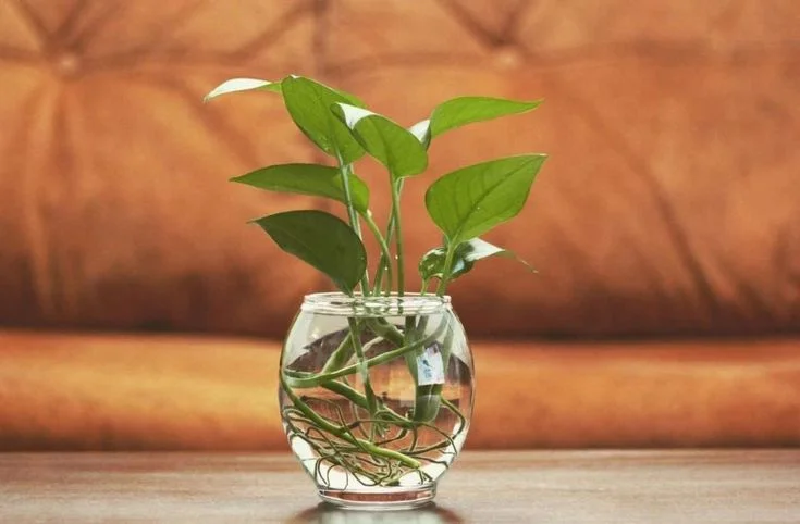 Advanced Watering Tips for Money Tree