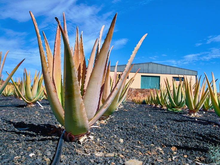 A vibrant group of plants growing in a field, with a building standing in the background.