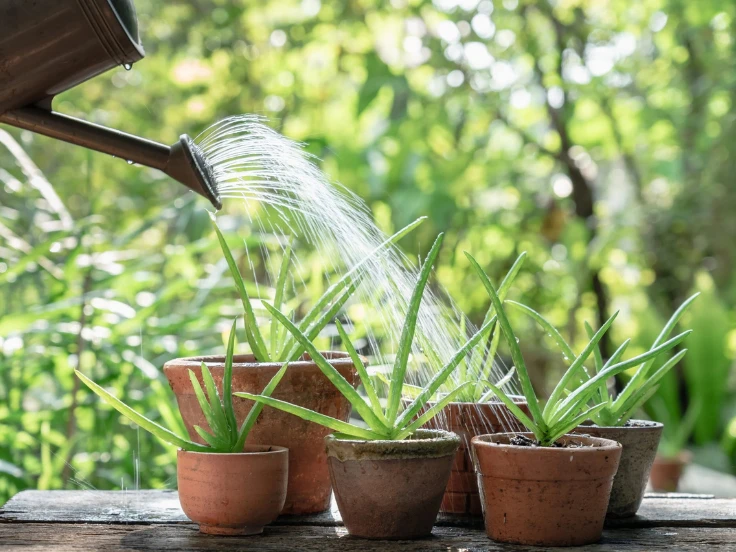 Watering potted plants on a rustic wooden table, with green leaves and soil visible in the pots.