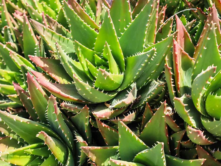 Close-up of a large plant with vibrant green leaves, set on a rustic wooden table with visible soil in pots.
