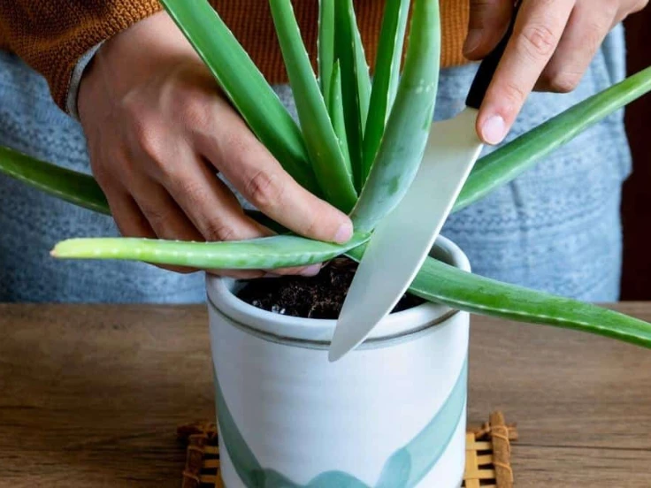 A person carefully cutting an aloe vera plant from its pot, surrounded by green leaves and natural light.