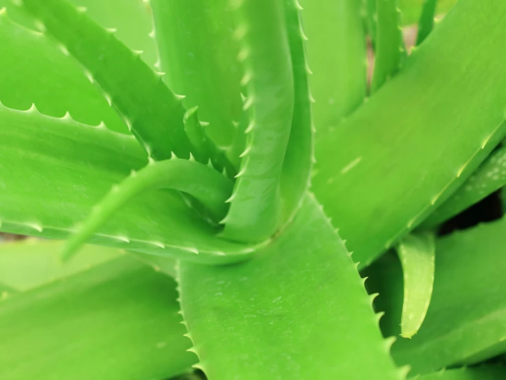 Close-up of a vibrant green aloe vera plant with thick, fleshy leaves and visible texture.