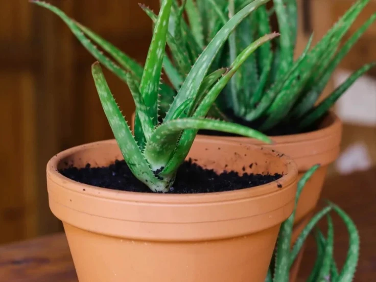 Two small pots containing healthy aloe vera plants, showcasing their vibrant green leaves.