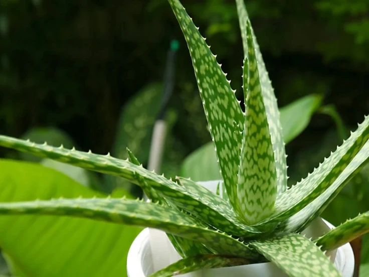 Aloe vera plant with thick green leaves, growing in a decorative pot on a light background.