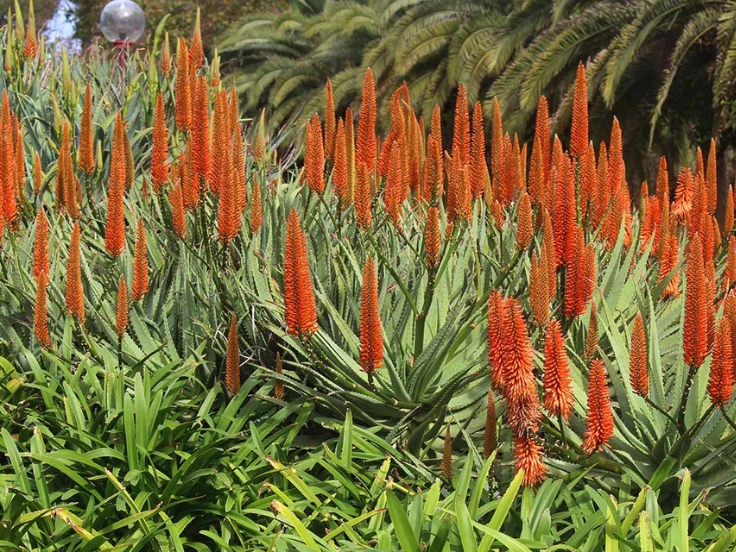 A large plant covered in vibrant orange flowers, showcasing a burst of color in a lush green setting.