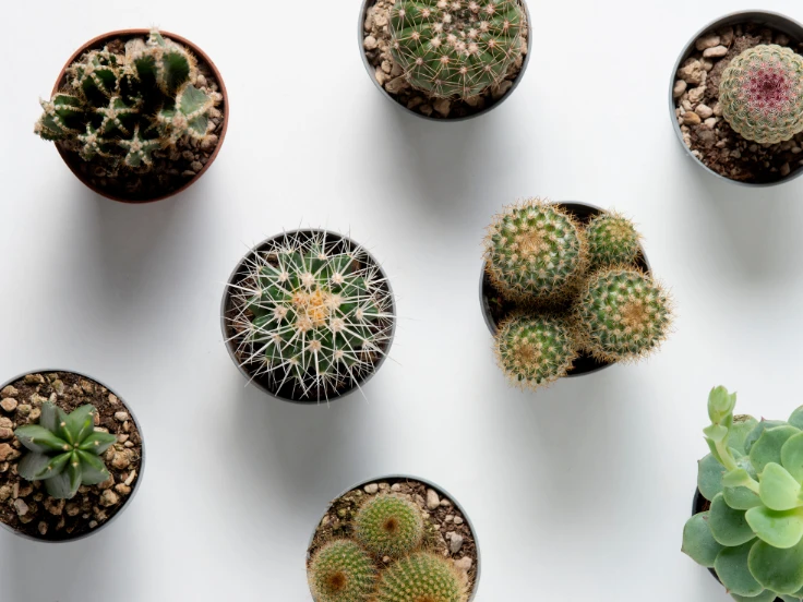 A collection of small potted cacti arranged on a white surface, showcasing their unique shapes and textures.