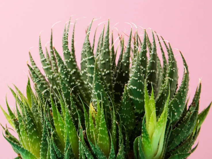 Close-up of a vibrant green aloe vera plant against a soft pink background.