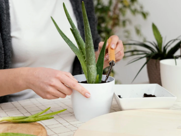 A woman carefully cuts a plant with scissors, focusing on her task in a bright, green garden.