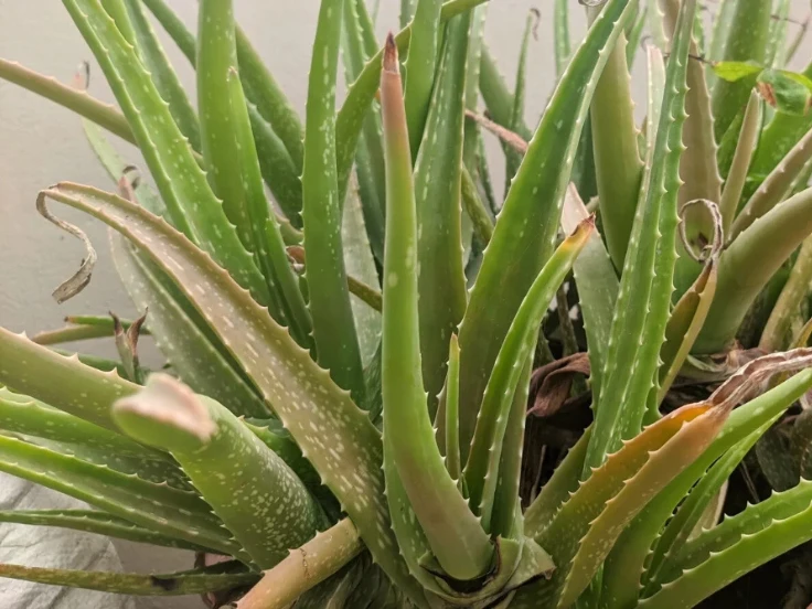 Potted aloe vera plant featuring lush, spiky leaves, placed on a light-colored table.