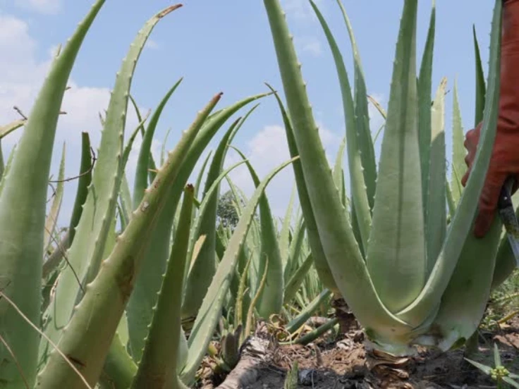 A hand gently cradles an aloe vera plant, highlighting its lush, spiky leaves and natural beauty.