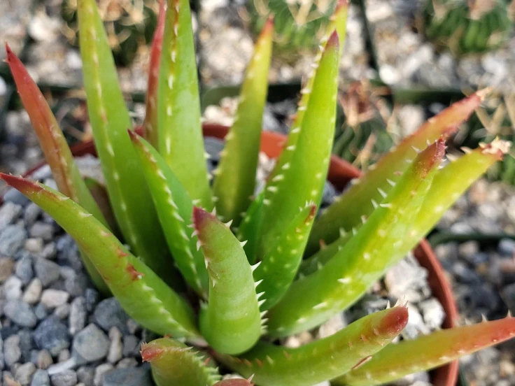 Potted aloe vera plant featuring vibrant green leaves, sitting on a wooden surface.