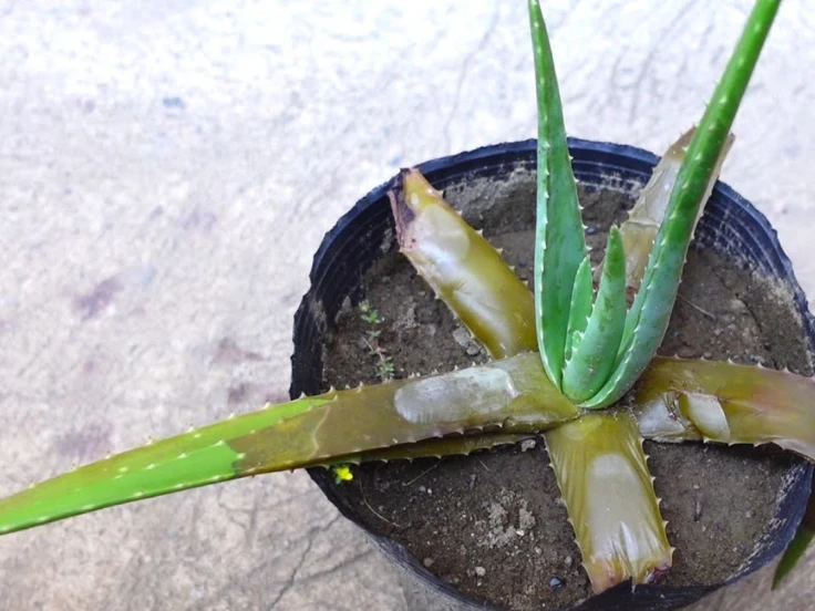 Aloe vera plant with thick green leaves, thriving in a decorative pot on a wooden surface.