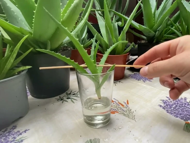 Visual instructions for cultivating aloe vera in a glass pot, highlighting soil, light, and watering needs.