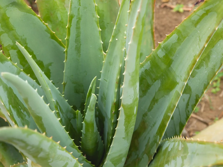 Close-up of a vibrant green aloe vera plant with thick, fleshy leaves and a textured surface.