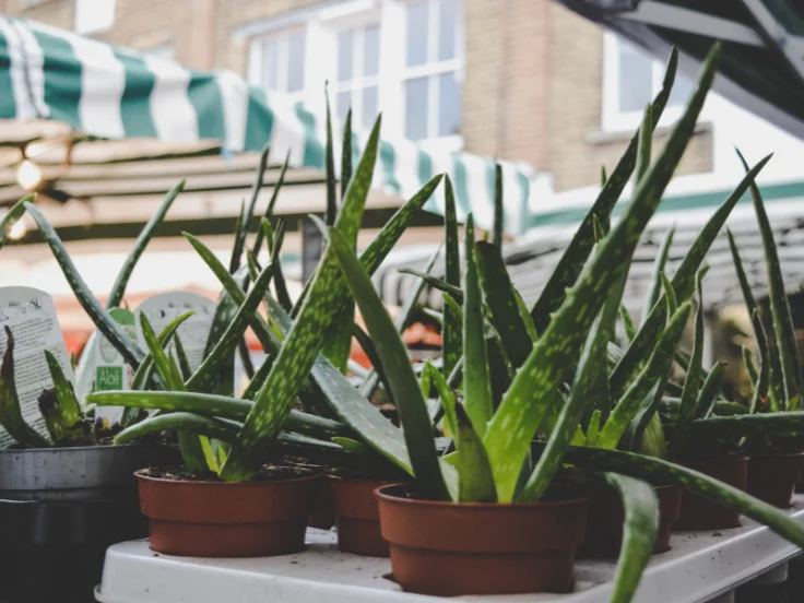 Aloe vera plants in decorative pots displayed at a vibrant market, showcasing their green leaves and healthy appearance.
