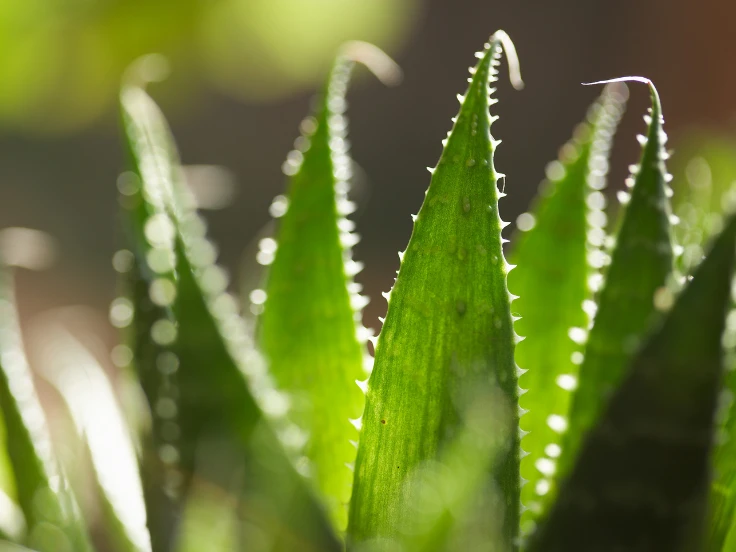 Close-up of an aloe vera plant with glistening water droplets on its green leaves, showcasing its natural beauty.