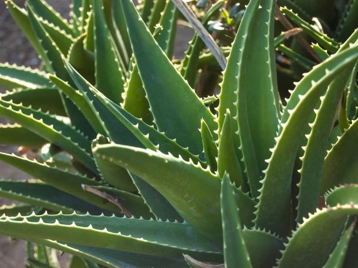 Aloe vera plant thriving in a sunny garden, showcasing its thick green leaves and vibrant natural beauty.