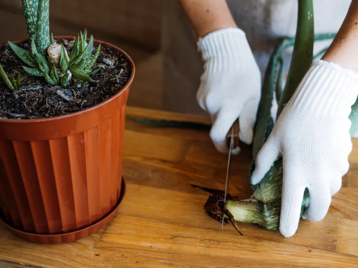 A person in gloves carefully trims a green plant with scissors, focusing on maintaining its shape and health.