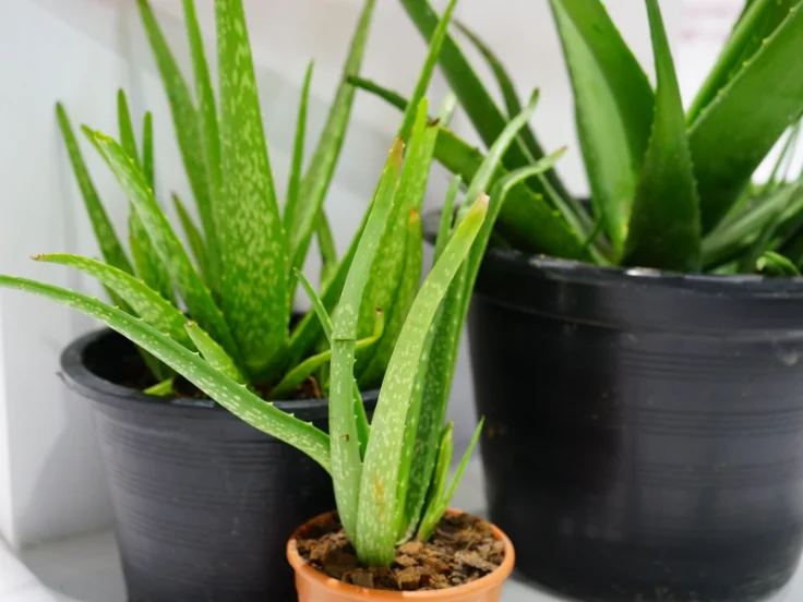 Three small pots containing vibrant aloe vera plants, showcasing their green leaves and healthy growth.