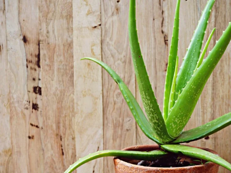 Aloe vera plant with thick green leaves, growing in a decorative pot on a light background.