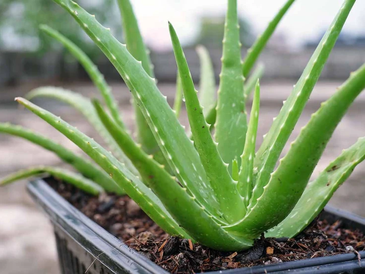 Aloe vera plant with thick green leaves, thriving in a decorative pot on a wooden surface.