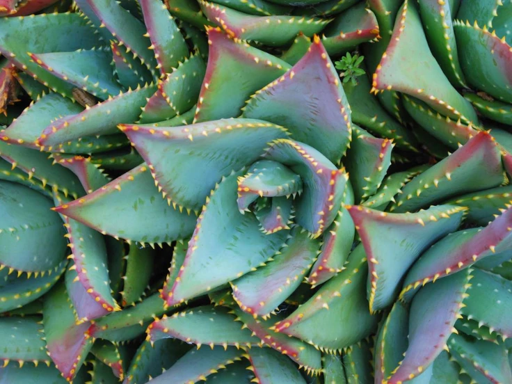Close-up of a large plant showcasing vibrant green leaves in a lush arrangement.