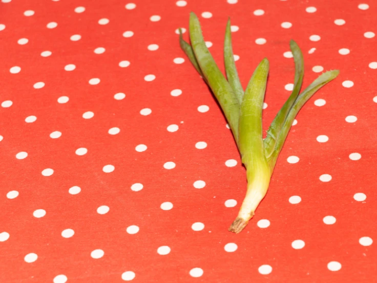 A small green plant sits against a vibrant red polka dot background, creating a cheerful contrast.