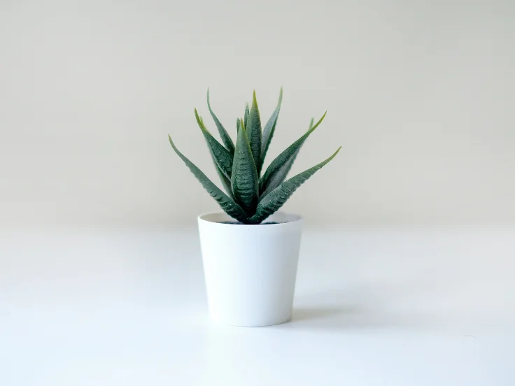 A small green plant in a white pot sits on a wooden table, adding a touch of nature to the indoor space.