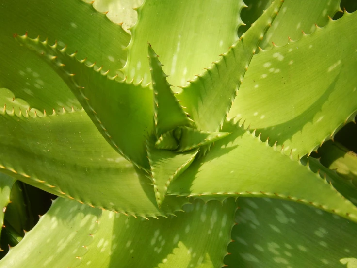 A healthy aloe vera plant with thick, green leaves, showcasing its succulent texture and natural beauty.