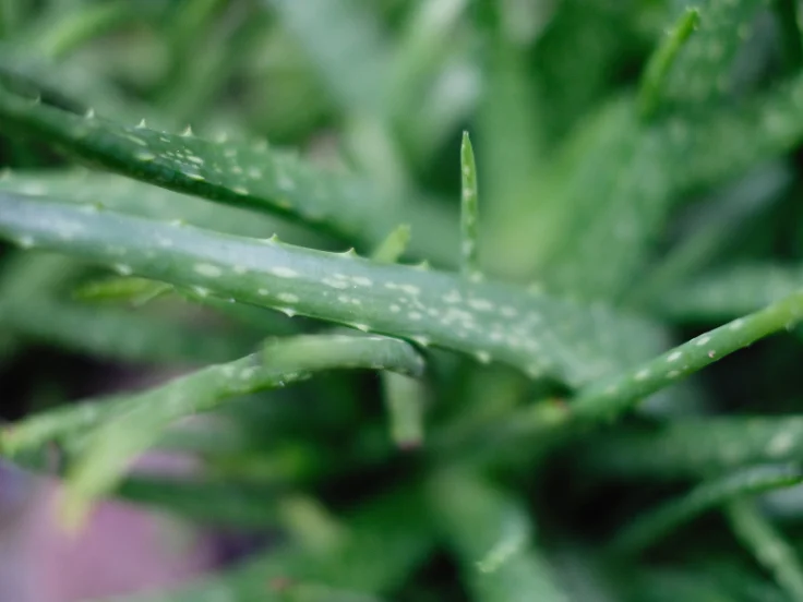 Close-up of a vibrant green aloe vera plant with thick, fleshy leaves and a textured surface.