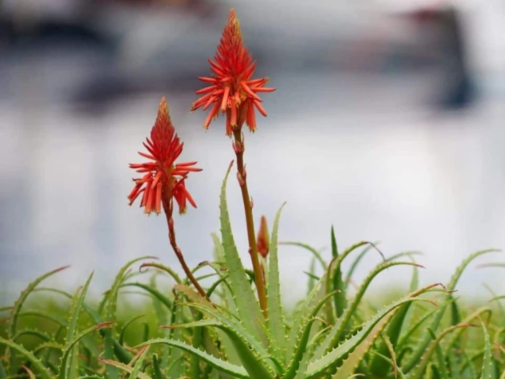 Two vibrant red flowers bloom in the grass beside a boat, adding color to the serene outdoor scene.