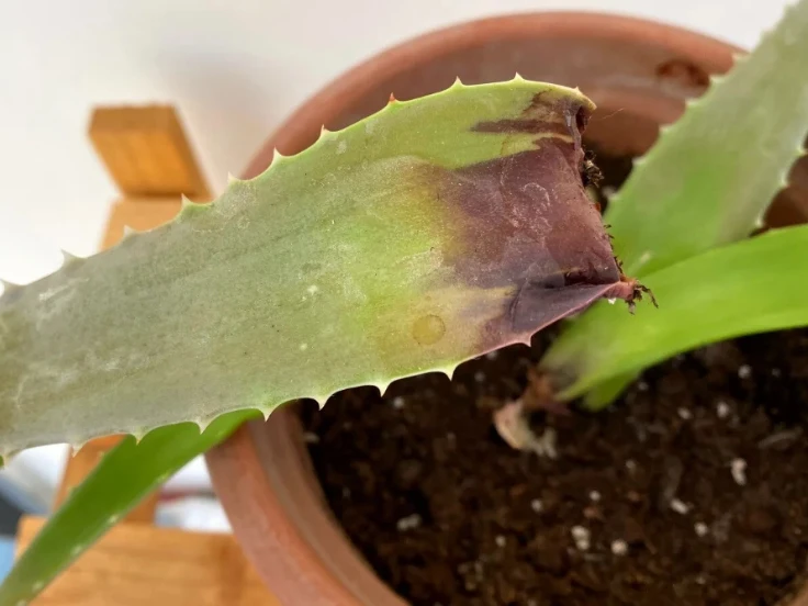 Close-up of a vibrant green aloe vera plant with thick, fleshy leaves and a textured surface.