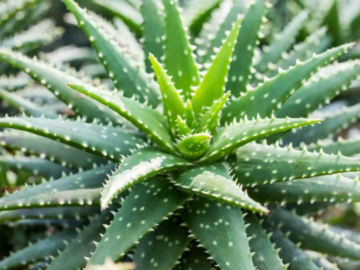 Aloe vera plant thriving in a sunny garden, showcasing its thick green leaves and vibrant natural beauty.