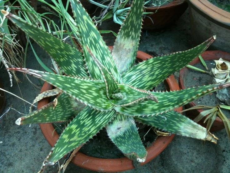 A vibrant plant featuring lush green leaves with striking white variegation.