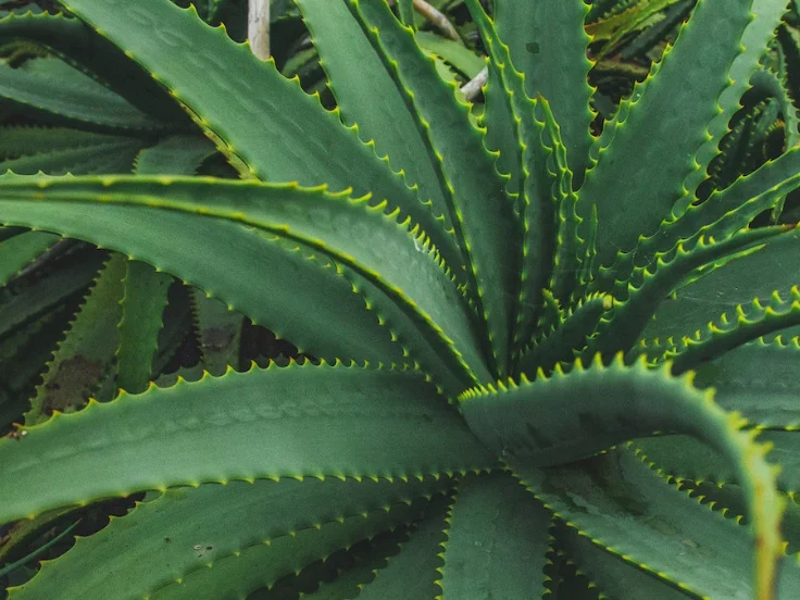Aloe vera plant with vibrant green leaves, showcasing its thick, fleshy foliage in a natural setting.