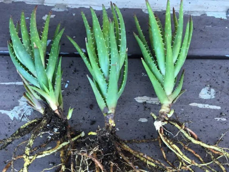 A trio of aloe vera plants with roots displayed on a charming wooden table.