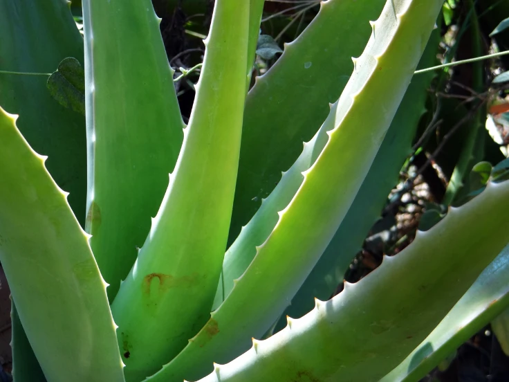 Close-up of a vibrant green aloe vera plant with thick, fleshy leaves and a textured surface.