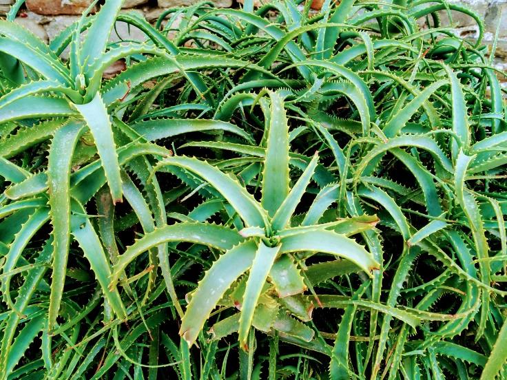 A large plant with abundant green leaves, showcasing a lush and vibrant appearance.