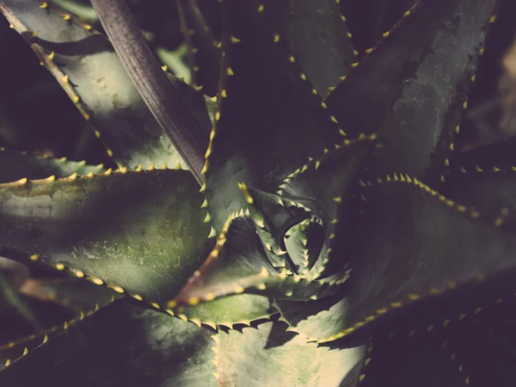Aloe vera plant with vibrant green leaves, showcasing its thick, fleshy foliage in a natural setting.