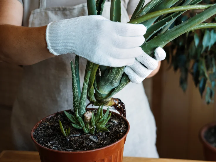 A person in gloves gently holds a small green plant, showcasing care for nature and gardening.