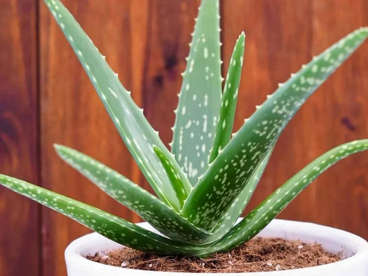 A person in gloves gently holds a small green plant, showcasing care for nature and gardening.